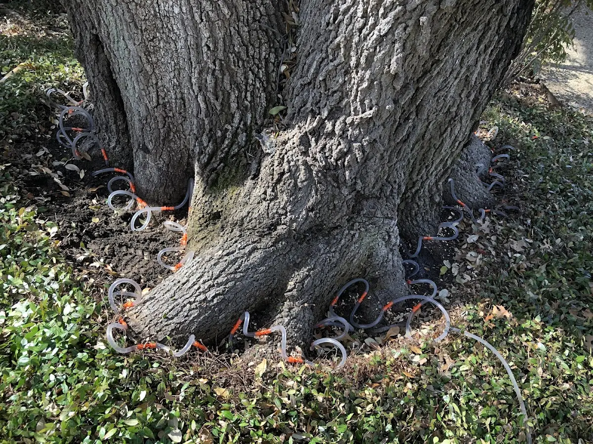 Detailed Tree Cabling and Bracing job site in Holy Cross