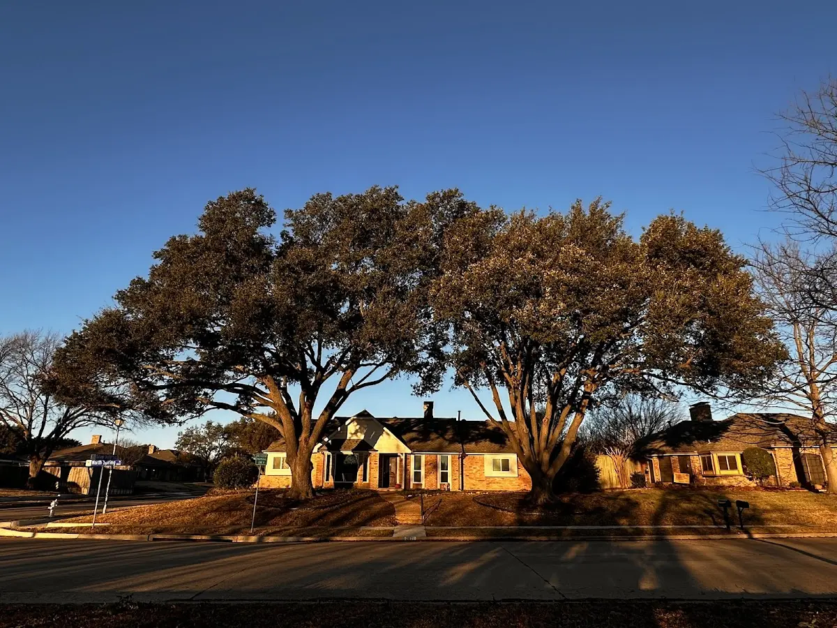 Established residential canopy tree shading a home in Holy Cross